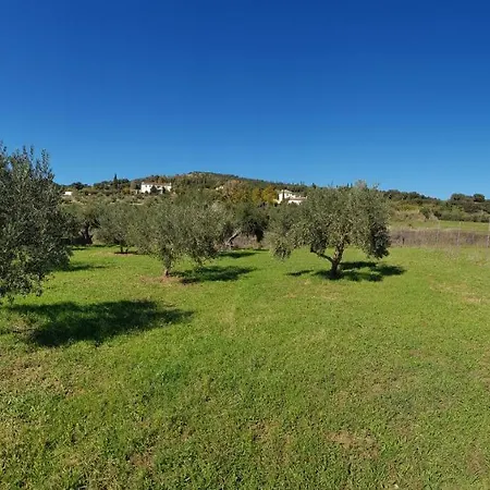 Higuera Santa Ana *