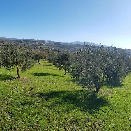 Higuera Santa Ana *