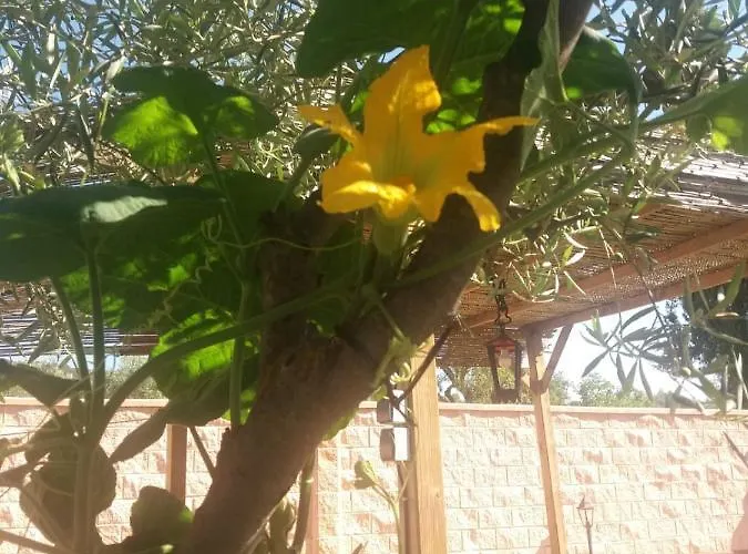 מלון Higuera Santa Ana