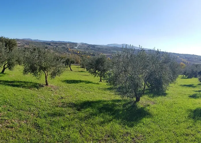 Higuera Santa Ana *
